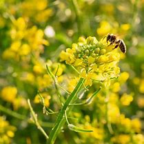 brown mustard (Brassica juncea): Health benefits, uses, and side effects