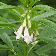 sesame (Sesamum indicum): Health benefits, uses, and side effects