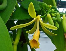 vanilla (Vanilla planifolia and V. tahitensis): Health benefits, uses, and side effects