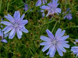 chicory (Cichorium intybus): Health benefits, uses, and side effects