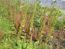 sorrel (Rumex species): Health benefits, uses, and side effects