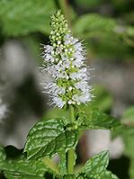 spearmint (Mentha spicata): Health benefits, uses, and side effects