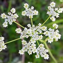 caraway (Carum carvi): Health benefits, uses, and side effects