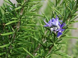 rosemary (Salvia rosmarinus): Health benefits, uses, and side effects