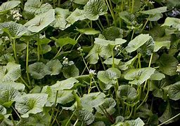 wasabi (Eutrema japonicum): Health benefits, uses, and side effects