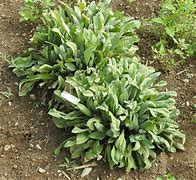 costmary (Tanacetum balsamita): Health benefits, uses, and side effects