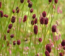 burnet (Sanguisorba minor and S. officinalis): Health benefits, uses, and side effects