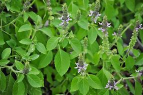 holy basil (Ocimum tenuiflorum): Health benefits, uses, and side effects