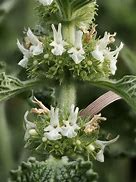 horehound (Marrubium vulgare): Health benefits, uses, and side effects