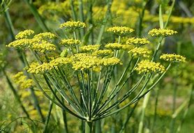 fennel (Foeniculum vulgare): Health benefits, uses, and side effects