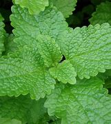 lemon balm (Melissa officinalis): Health benefits, uses, and side effects