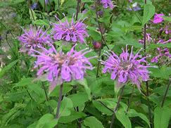 bergamot (Monarda species): Health benefits, uses, and side effects