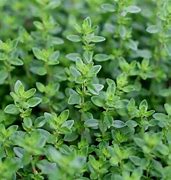 thyme (Thymus vulgaris): Health benefits, uses, and side effects