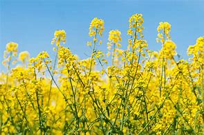 black mustard (Brassica nigra): Health benefits, uses, and side effects