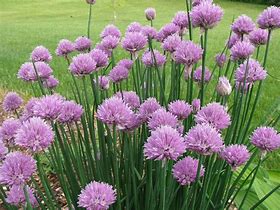 chives (Allium schoenoprasum): Health benefits, uses, and side effects