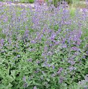 catnip (Nepeta cataria): Health benefits, uses, and side effects