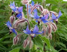 borage (Borago officinalis): Health benefits, uses, and side effects