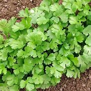 cilantro (Coriandrum sativum): Health benefits, uses, and side effects