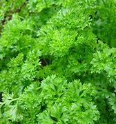 parsley (Petroselinum crispum): Health benefits, uses, and side effects