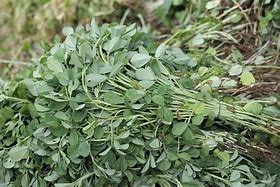fenugreek (Trigonella foenum-graecum): Health benefits, uses, and side effects