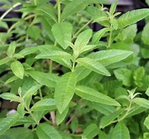 lemon verbena (Aloysia citrodora): Health benefits, uses, and side effects