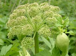 angelica (Angelica archangelica): Health benefits, uses, and side effects
