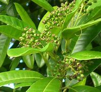 allspice (Pimenta dioica): Health benefits, uses, and side effects