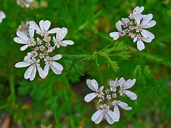 coriander (Coriandrum sativum): Health benefits, uses, and side effects