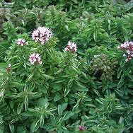 oregano (Origanum vulgare): Health benefits, uses, and side effects