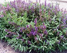 sage (Salvia officinalis): Health benefits, uses, and side effects