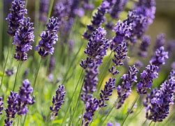 lavender (Lavandula species): Health benefits, uses, and side effects