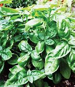 basil (Ocimum basilicum): Health benefits, uses, and side effects