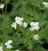 cicely (Myrrhis odorata): Health benefits, uses, and side effects