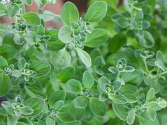 marjoram (Origanum majorana): Health benefits, uses, and side effects