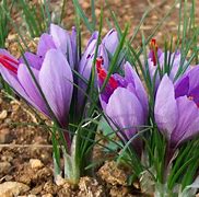 saffron (Crocus sativus): Health benefits, uses, and side effects