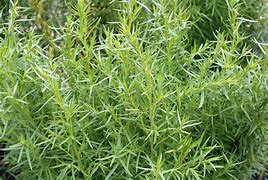 tarragon (Artemisia dracunculus): Health benefits, uses, and side effects
