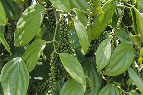 black pepper (Piper nigrum): Health benefits, uses, and side effects