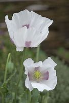 poppy seed (Papaver somniferum): Health benefits, uses, and side effects