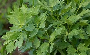 lovage (Levisticum officinale): Health benefits, uses, and side effects