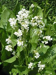 horseradish (Armoracia rusticana): Health benefits, uses, and side effects