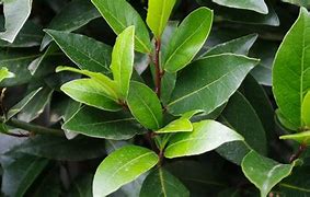bay leaf (Laurus nobilis): Health benefits, uses, and side effects