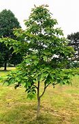filé (Sassafras albidum): Health benefits, uses, and side effects