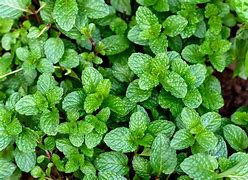 peppermint (Mentha ×piperita): Health benefits, uses, and side effects
