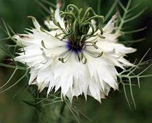 black cumin (Nigella sativa): Health benefits, uses, and side effects