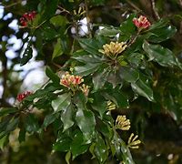 clove (Syzygium aromaticum): Health benefits, uses, and side effects