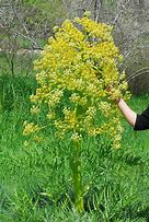 asafoetida (Ferula assa-foetida): Health benefits, uses, and side effects