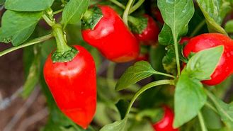 paprika (Capsicum annuum): Health benefits, uses, and side effects