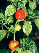 chili pepper (Capsicum species): Health benefits, uses, and side effects