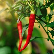 cayenne pepper (Capsicum annuum): Health benefits, uses, and side effects
