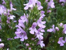 savory (Satureja hortensis and S. montana): Health benefits, uses, and side effects